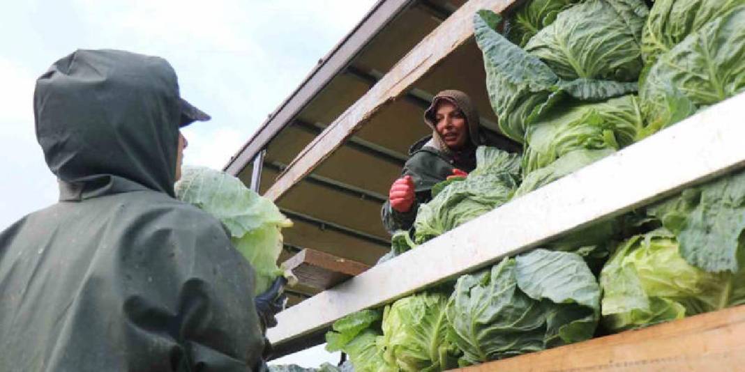Hava soğuk, şartlar zorlu! Hasadın yükü kadınların omuzunda: Günlük 1.500-2.000 TL yevmiyeye çalışıyorlar 3